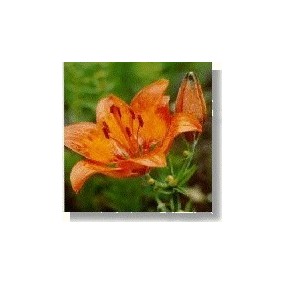 Essenza di fiori selvatici Korte - Orange Lily (Giglio Arancione) 15 ml