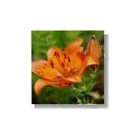 Korte Essence de Fleurs...