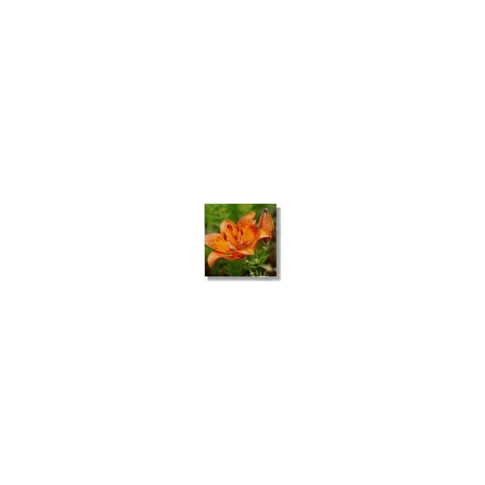 Essenza di fiori selvatici Korte - Orange Lily (Giglio Arancione) 15 ml