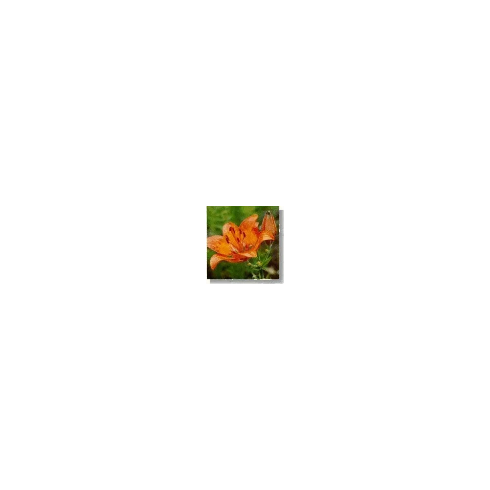 Korte Wildflower Essence - Orange Lily 15 ml