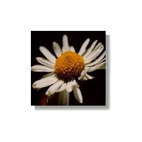Essenza di fiori selvatici Korte - Daisy (Margherita) 15 ml