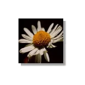 Korte Essence de fleurs...