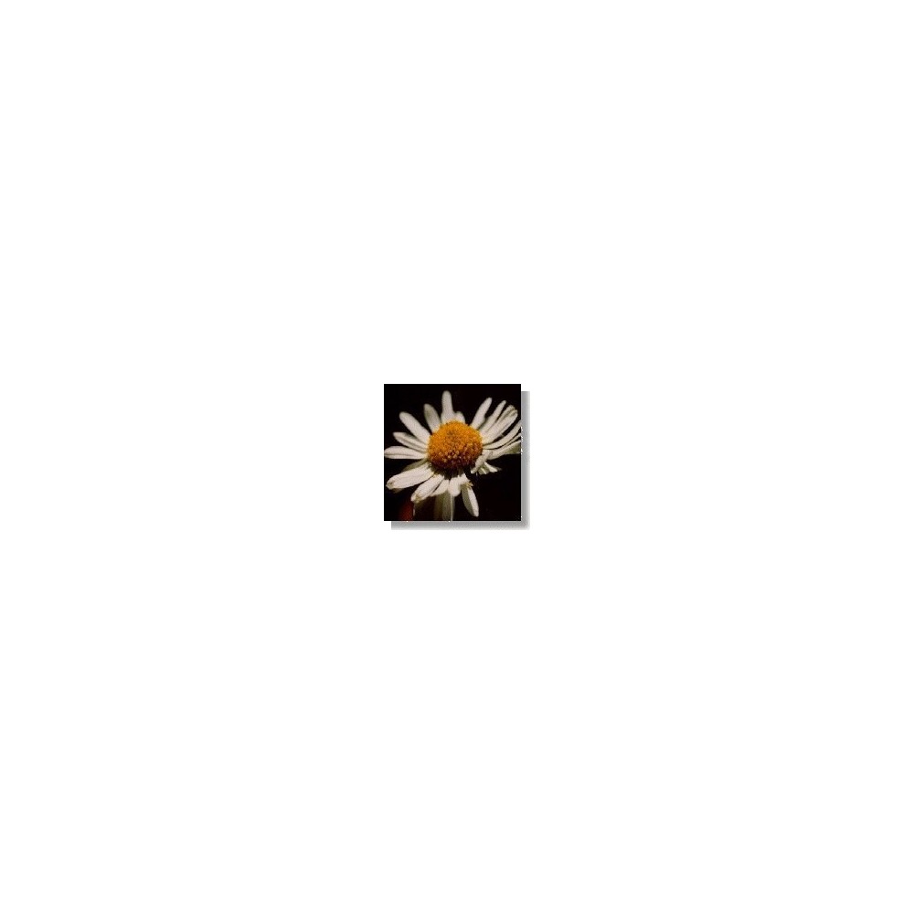 Essenza di fiori selvatici Korte - Daisy (Margherita) 15 ml