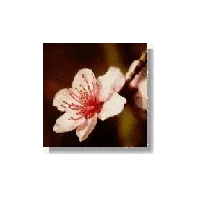Korte Essence de Fleurs...