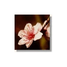 Korte Wild Flower Essence - Almond Tree 15 ml