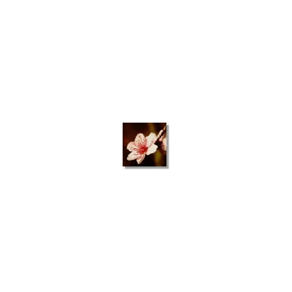 Esencia de flores silvestres Korte - Almendro 15 ml
