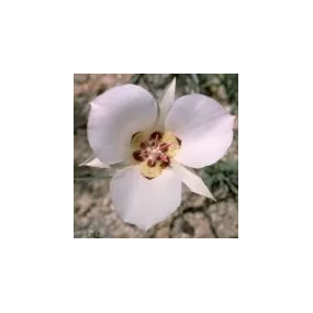 Arizona Desert Single...