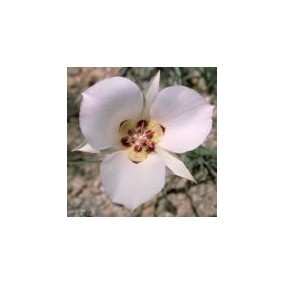 Einzelne Essenz der Wüste von Arizona – Mariposa-Lilie (Calochortus ambiguus) 10 ml
