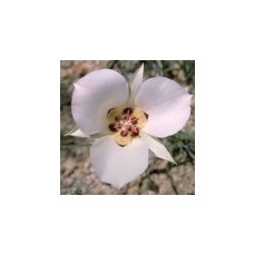 Esencia única del Desierto de Arizona - Lirio Mariposa (Calochortus ambiguus) 10 ml