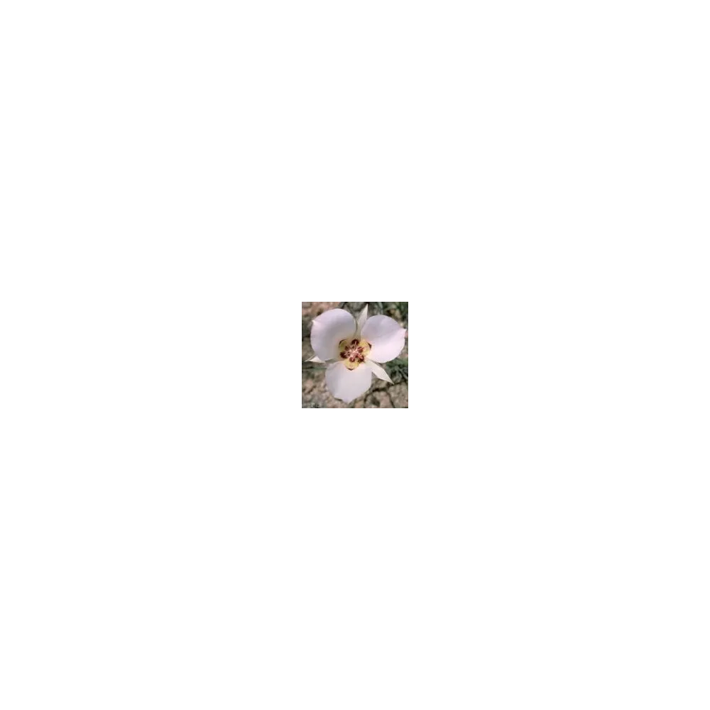 Arizona Desert Single Essence - Mariposa Lily (Calochortus ambiguus) 10 ml