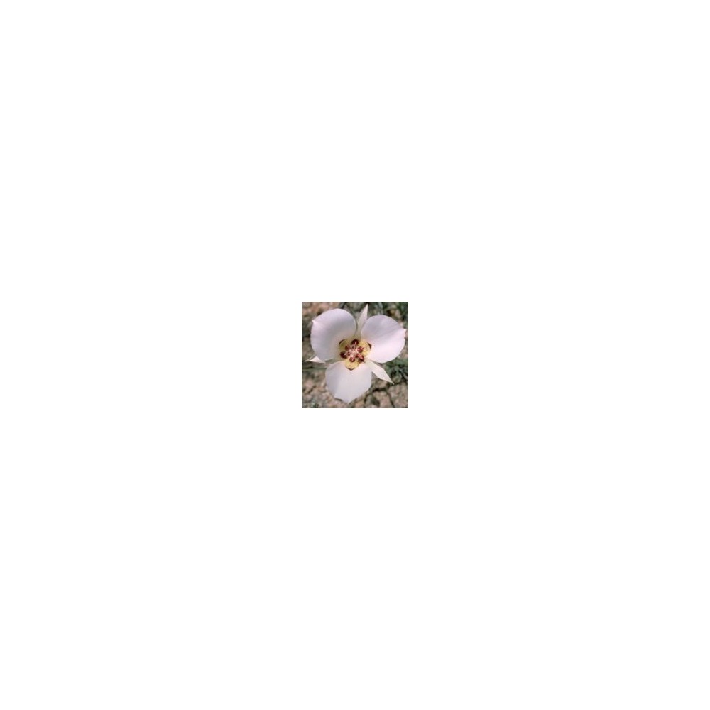 Single Essence of the Arizona Desert - Mariposa Lily (Calochortus ambiguus) 10 ml