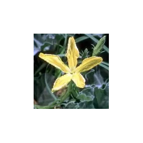 Essence simple du désert...