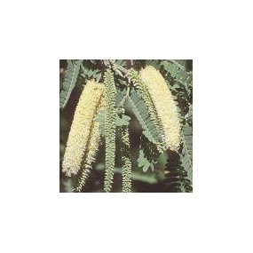 Essenza Singola del Deserto dell'Arizona - Mesquite (Prosopis juliflora) 10 ml