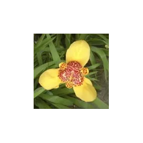 Essence simple du désert...