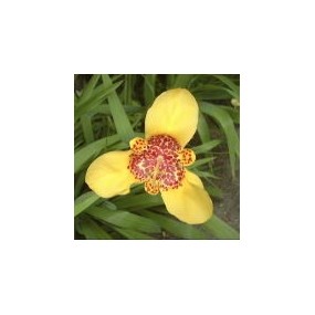 Essenza Singola del Deserto dell'Arizona - Mexican Shell Flower (Tigridia pavonia) 10 ml