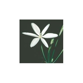 Arizona Desert Single Essence - Mexican Star (Milla biflora) 10 ml