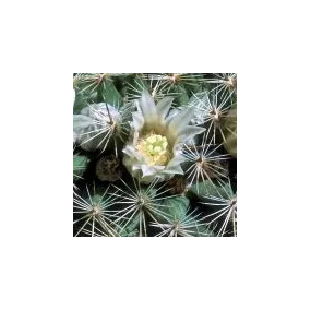 Arizona Desert Single...