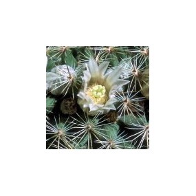 Esencia única del desierto de Arizona - Cactus pezón lechoso (Mammillaria gummifera) 10 ml