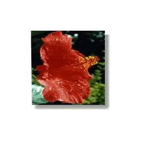 African Essences Korte -...