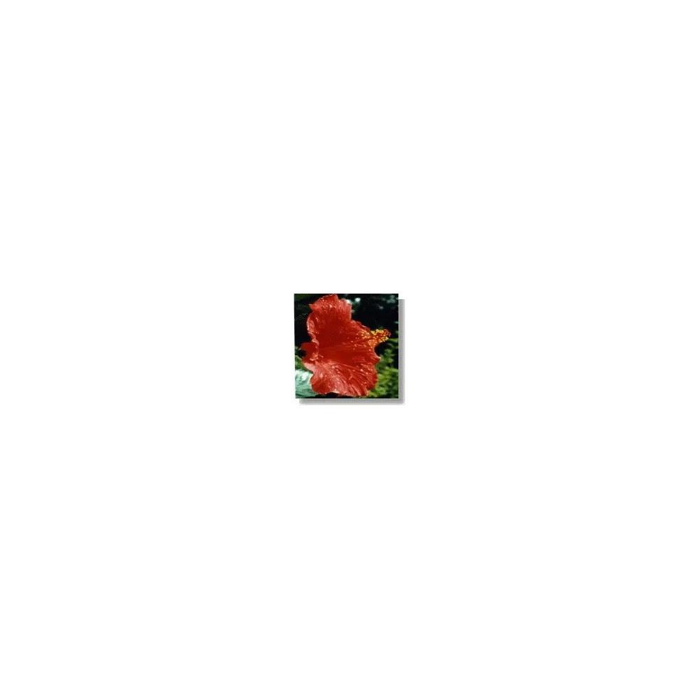 African Essences Korte - Hibisco chino 15 ml