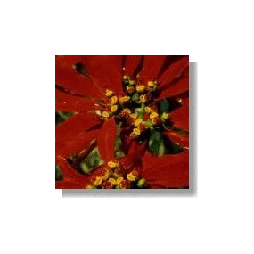 Korte Essences Africaines -...