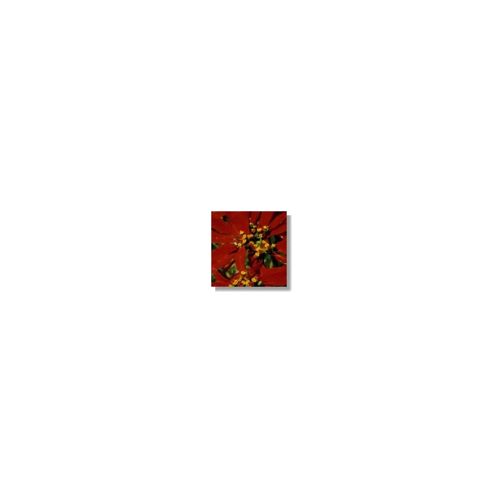 African Essences Korte - Poinsettia 15 ml