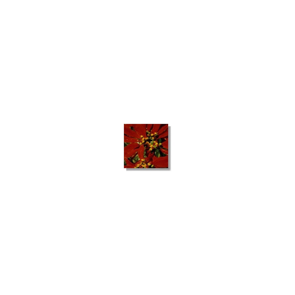 Korte Essences Africaines - Poinsettia 15 ml