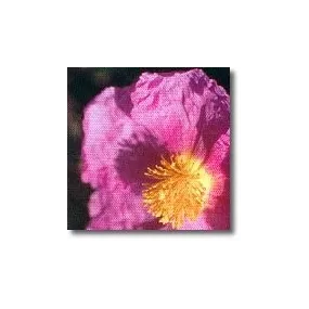 Korte African Essences -...