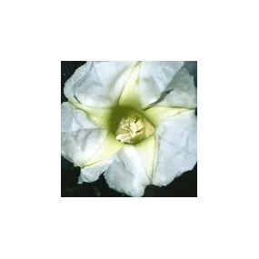 Essence simple du désert...