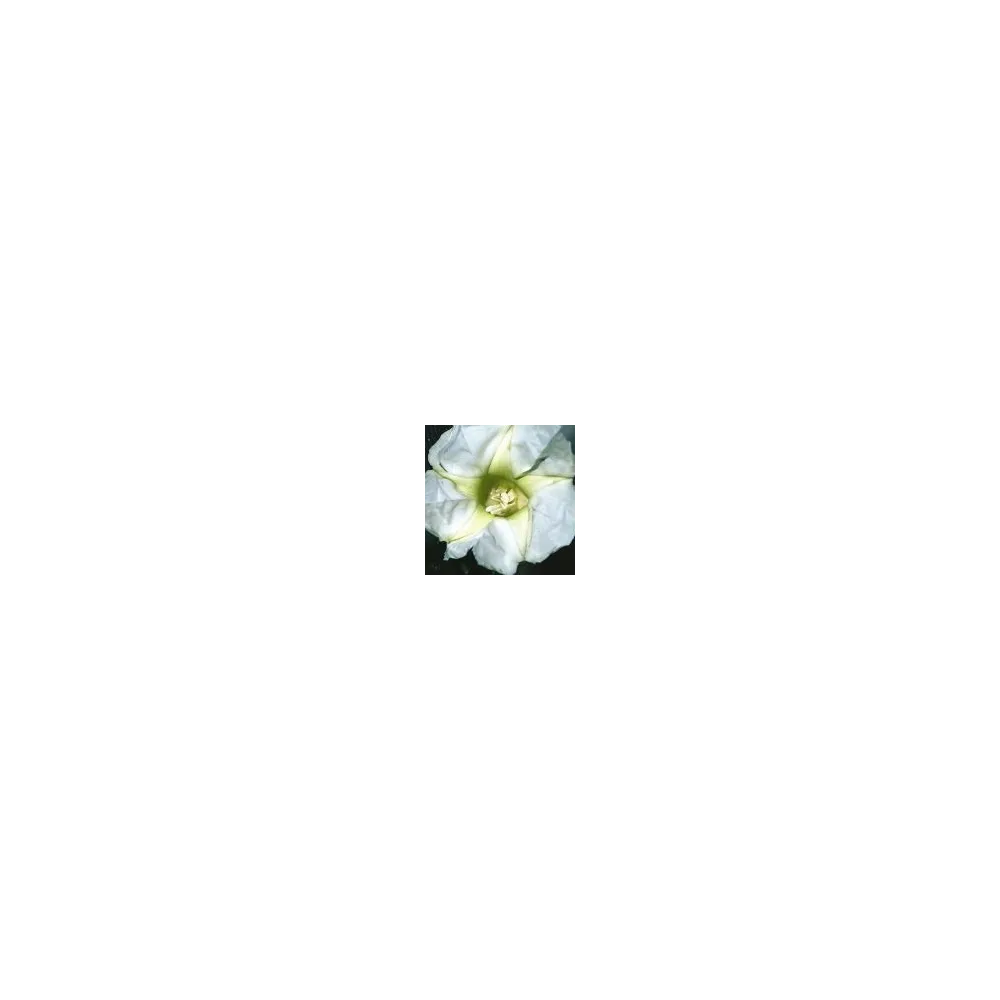 Arizona Desert Single Essence - Morning Glory Tree (Ipomea arborescens) 10 ml