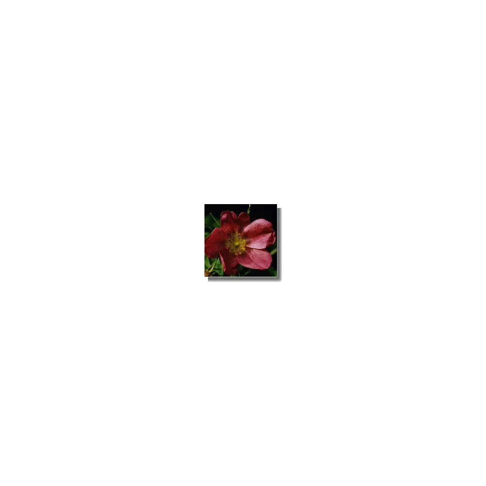 Rose Essences Short - Cinnamon Rose / Zimt Rose (Rosa majalis) 15 ml