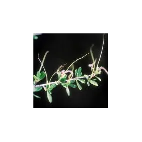 Essence simple du désert...