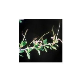 Essence unique du désert d'Arizona - Acajou des montagnes (Cercocarpus breviflorus) 10 ml