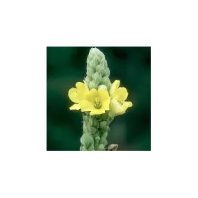 Essence simple du désert...