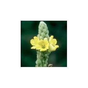 Essenza Singola del Deserto dell'Arizona - Mullein (Verbascum thapsus) 10 ml