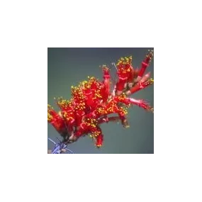 Arizona Desert Single...