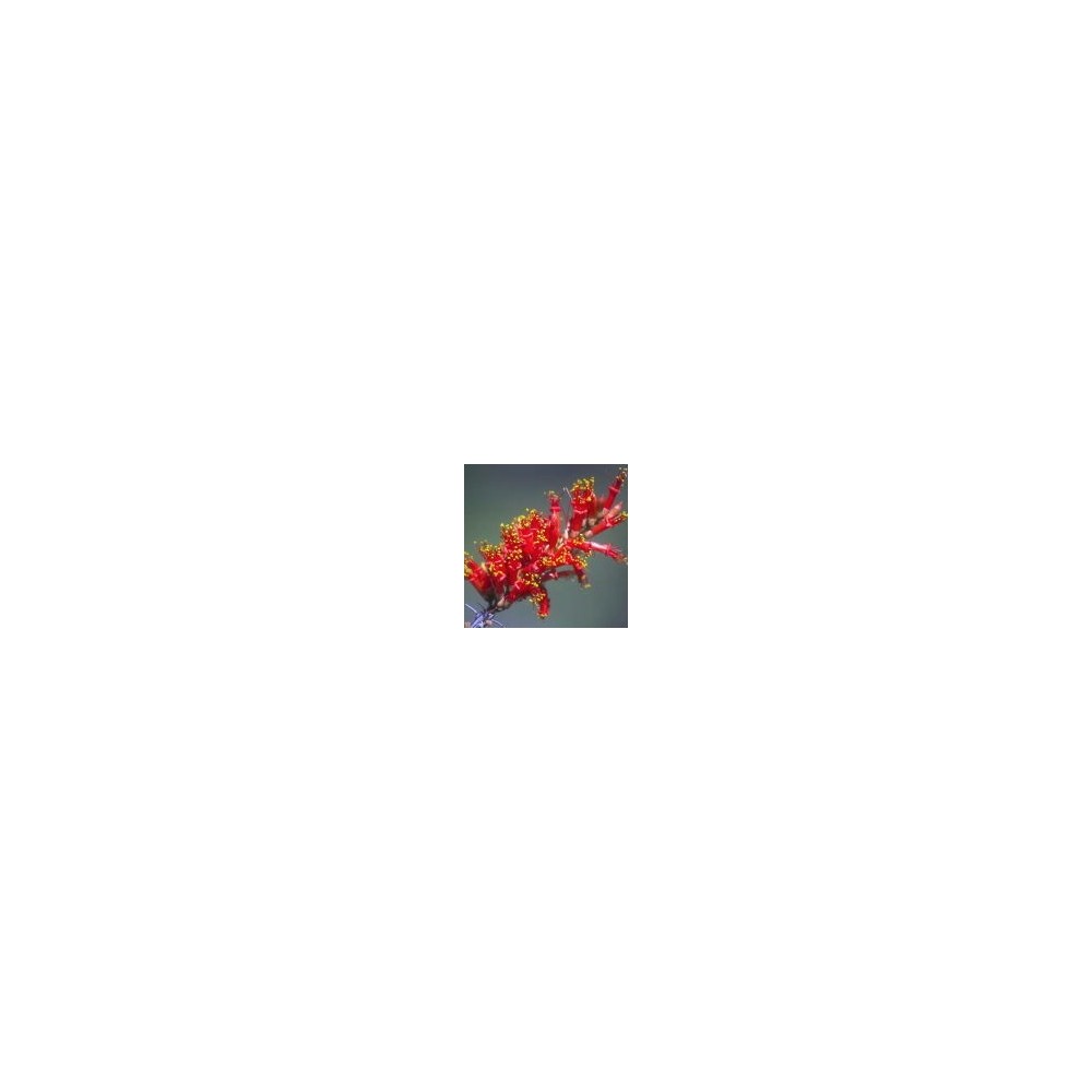 Single Essence of the Arizona Desert - Ocotillo (Fouquieria Splendens) 10 ml