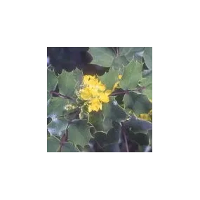 Arizona Desert Single...