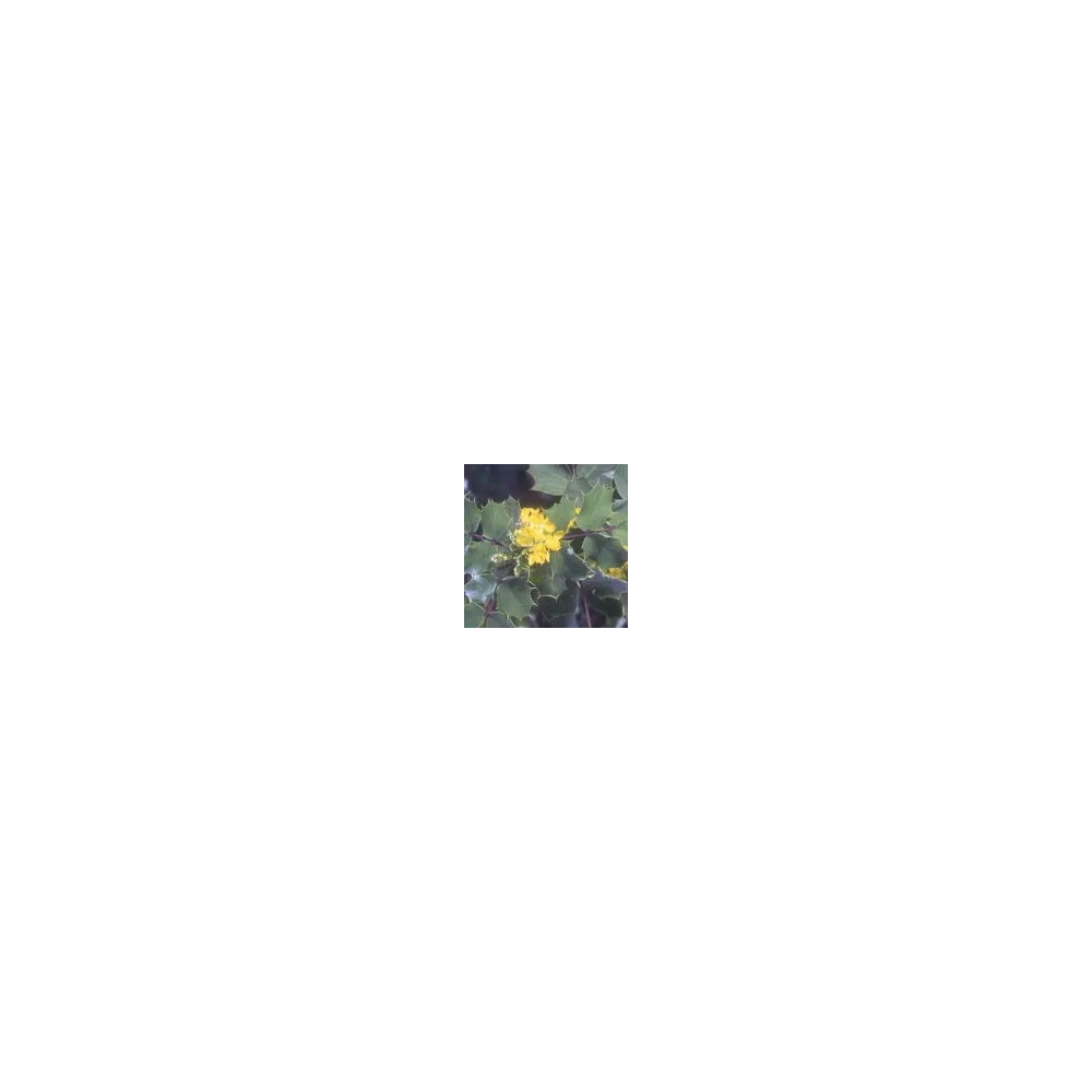 Arizona Desert Single Essence - Oregon Grape (Mahonia wilcoxii) 10 ml
