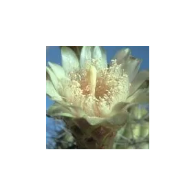 Essence simple du désert...