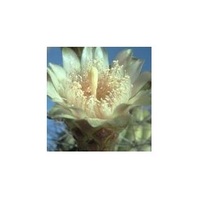 Essenza Singola del Deserto dell'Arizona - Organ Pipe Cactus (Cereus thurberi) 10 ml