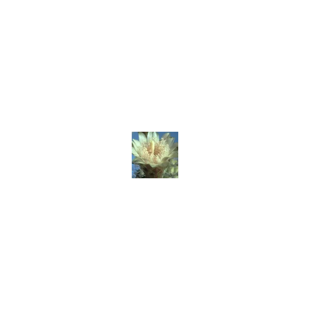 Esencia única del desierto de Arizona - Cactus Organ Pipe (Cereus thurberi) 10 ml