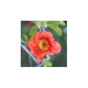 Essence simple du désert...