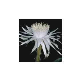 Essence simple du désert...