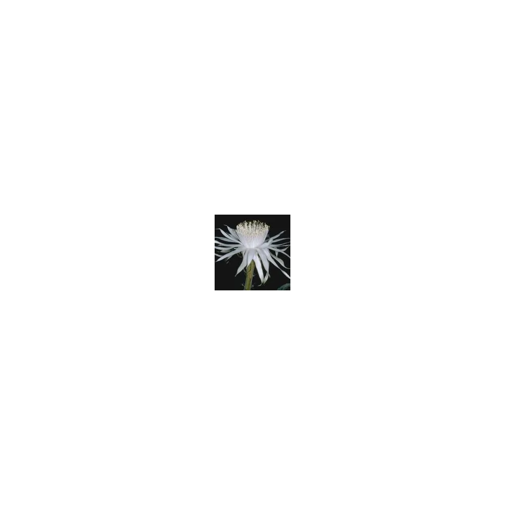 Arizona Desert Single Essence - Queen of the Night (Cereus greggii) 10 ml