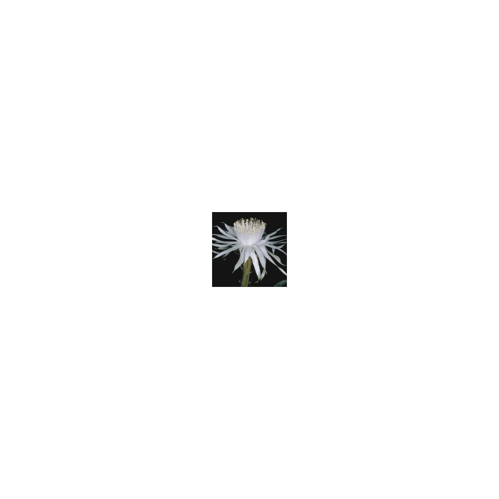 Essenza Singola del Deserto dell'Arizona - Queen of the Night (Cereus greggii) 10 ml