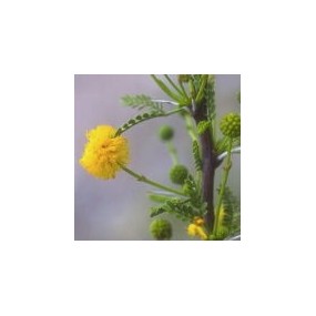 Esencia única del Desierto de Arizona - Espino blanco (Acacia vernicosa) 10 ml