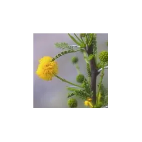 Essence simple du désert...