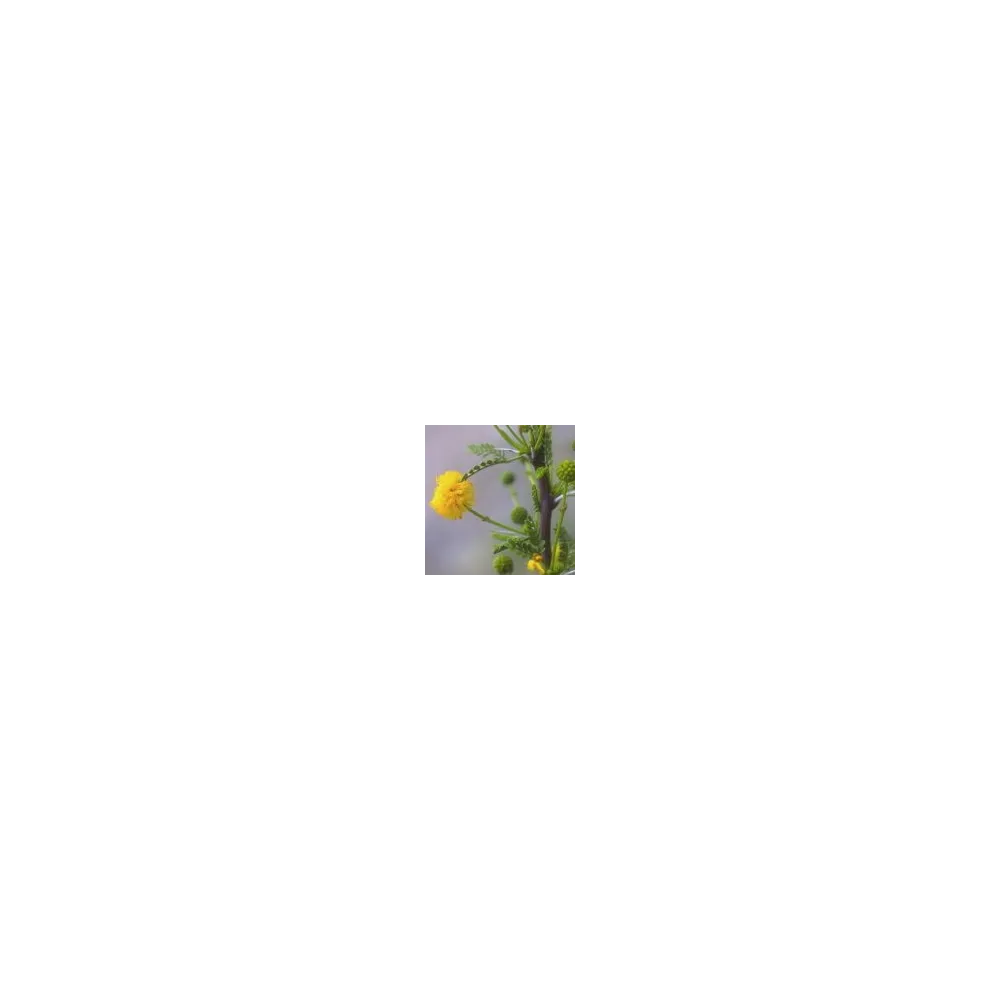 Essence simple du désert d'Arizona - Aubépine (Acacia vernicosa) 10 ml