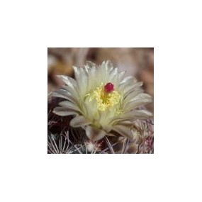 Esencia única del desierto de Arizona - Cactus de piña con espina tejida (Neolloydia intertexta) 10 ml